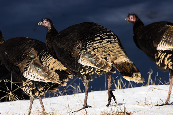 Wild Turkey Meleagris gallopavo merriami