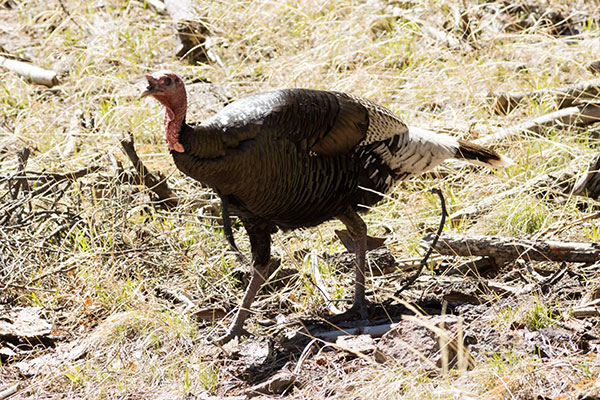 Gould's Wild Turkey Meleagris gallopavo mexicana