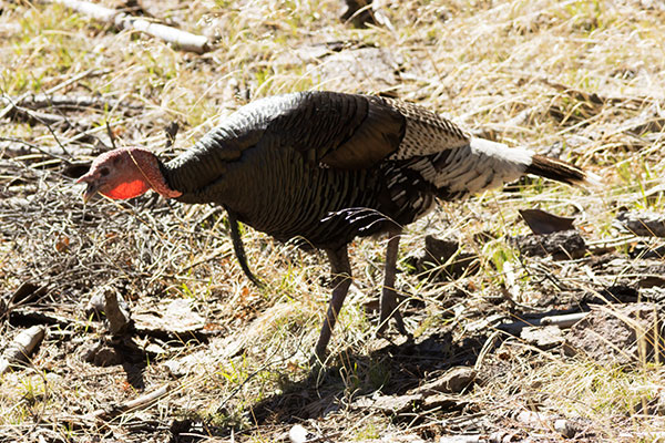Gould's Wild Turkey Meleagris gallopavo mexicana