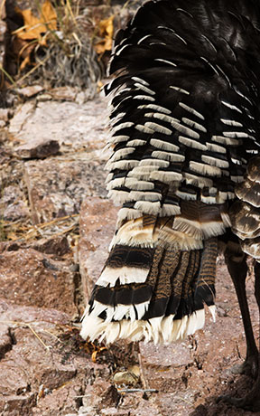 Gould's Wild Turkey Meleagris gallopavo mexicana