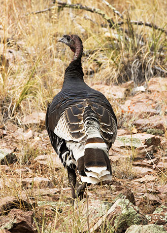 Gould's Wild Turkey Meleagris gallopavo mexicana