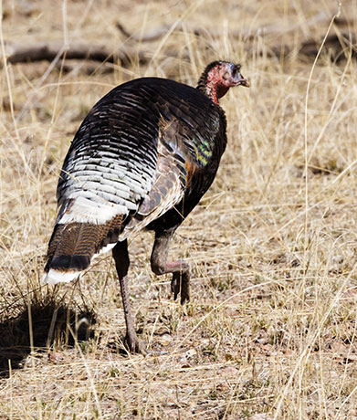 Gould's Wild Turkey Meleagris gallopavo mexicana