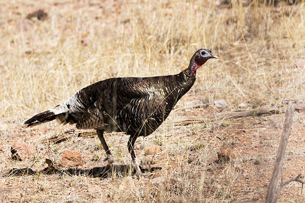 Gould's Wild Turkey Meleagris gallopavo mexicana