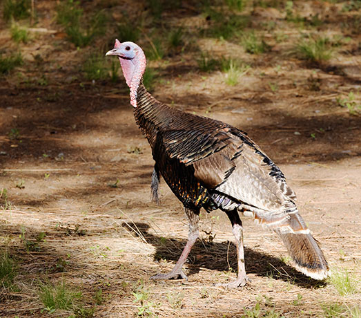 Gould's Wild Turkey Meleagris gallopavo mexicana
