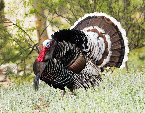 Gould's Wild Turkey Meleagris gallopavo mexicana