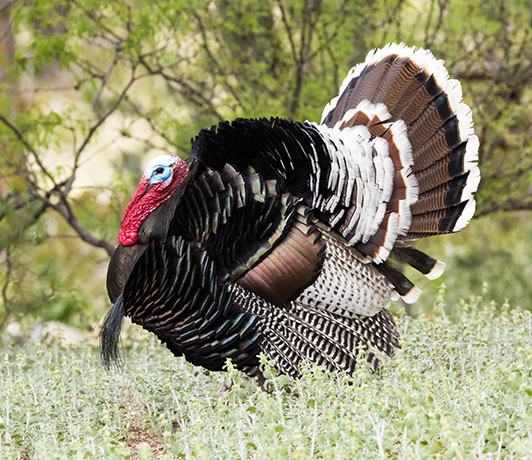 Gould's Wild Turkey Meleagris gallopavo mexicana