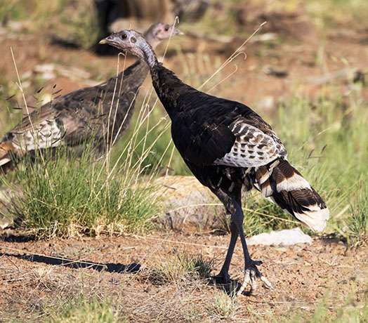 Wild Turkey Meleagris gallopavo merriami