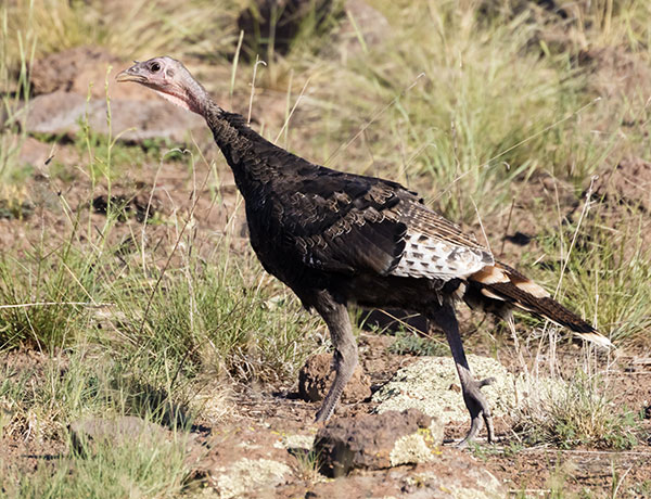 Wild Turkey Meleagris gallopavo merriami