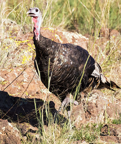 Wild Turkey Meleagris gallopavo merriami