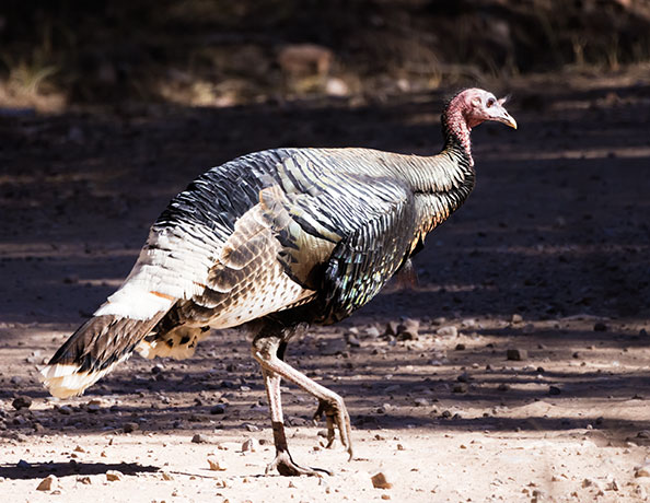 Gould's Wild Turkey Meleagris gallopavo mexicana