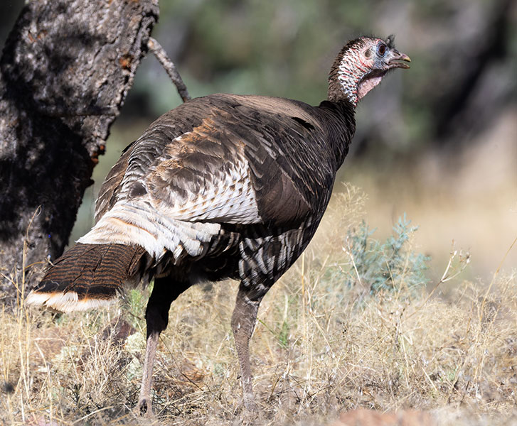 Wild Turkey Meleagris gallopavo merriami