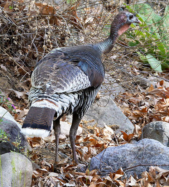Gould's Wild Turkey Meleagris gallopavo mexicana
