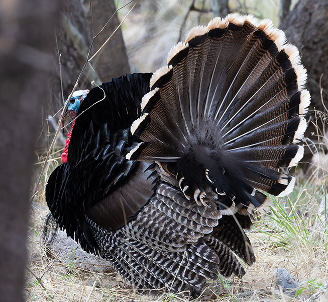 Gould's Wild Turkey Meleagris gallopavo mexicana