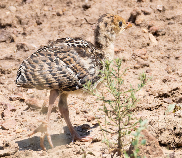 Gould's Wild Turkey Meleagris gallopavo mexicana