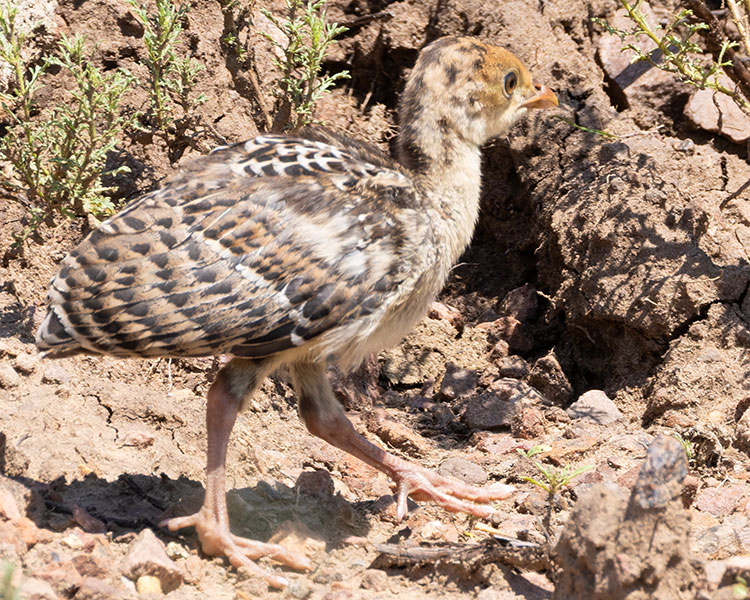 Gould's Wild Turkey Meleagris gallopavo mexicana