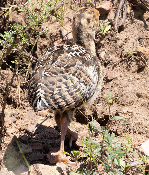 Gould's Wild Turkey Meleagris gallopavo mexicana