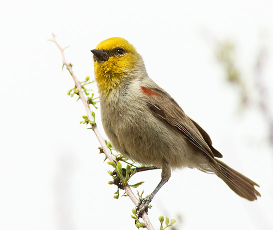 Verdin Auriparus flaviceps