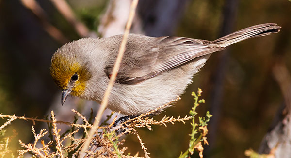 Verdin Auriparus flaviceps