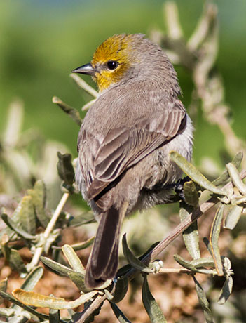 Verdin Auriparus flaviceps