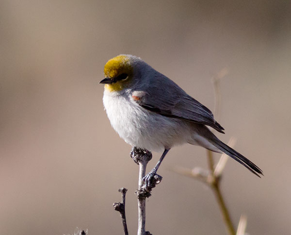 Verdin Auriparus flaviceps