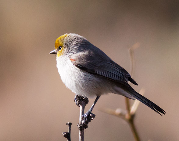 Verdin Auriparus flaviceps