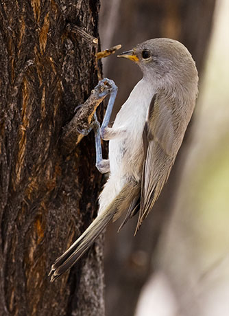 Verdin Auriparus flaviceps