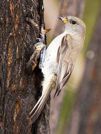 Verdin Auriparus flaviceps