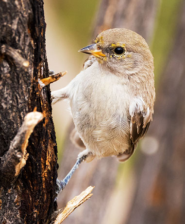 Verdin Auriparus flaviceps