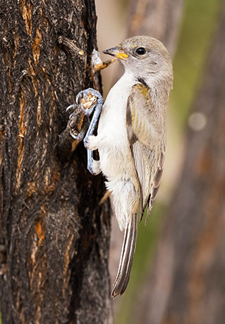Verdin Auriparus flaviceps