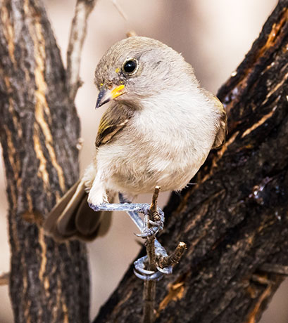 Verdin Auriparus flaviceps