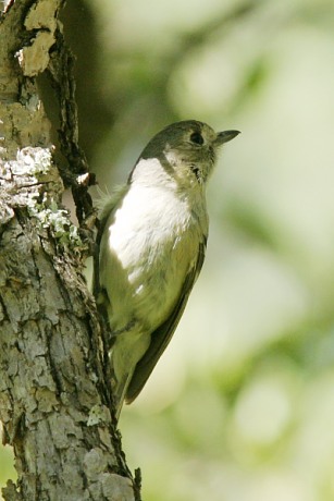 Hutton's Vireo Vireo huttoni