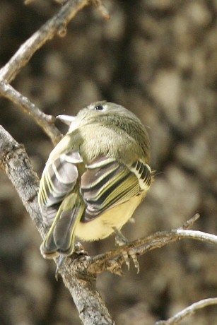 Hutton's Vireo Vireo huttoni