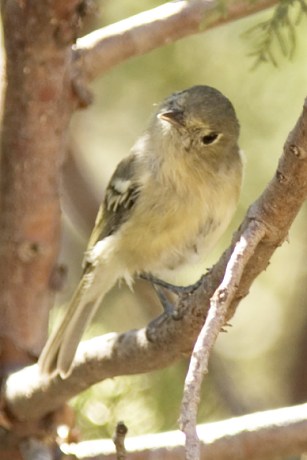 Hutton's Vireo Vireo huttoni