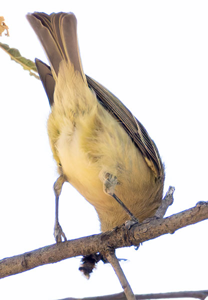 Hutton's Vireo Vireo huttoni