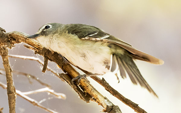 Plumbeous Vireo Vireo plumbeus