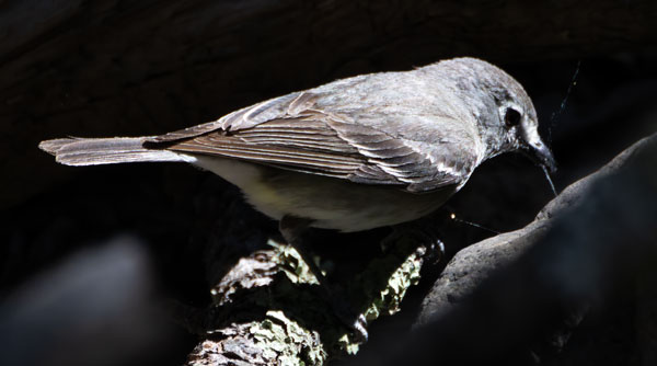 Plumbeous Vireo Vireo plumbeus