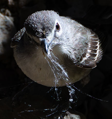 Plumbeous Vireo Vireo plumbeus