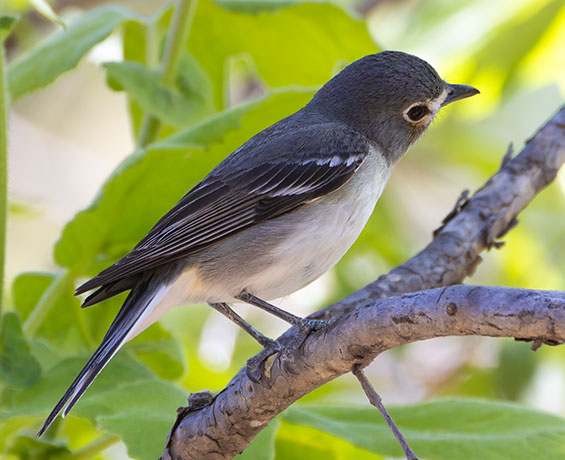 Plumbeous Vireo Vireo plumbeus