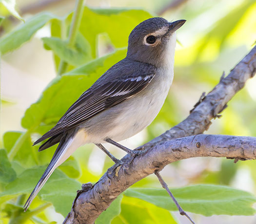 Plumbeous Vireo Vireo plumbeus