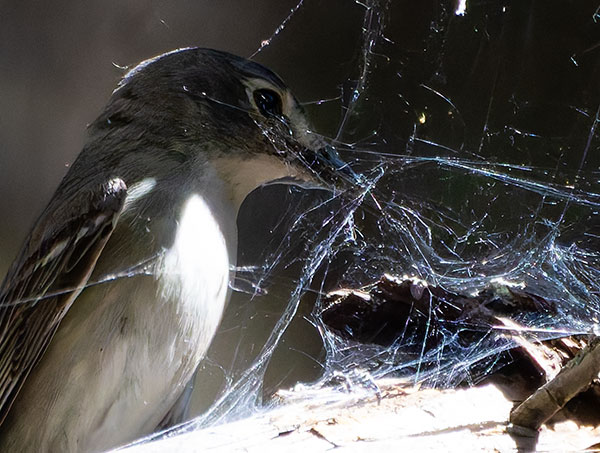 Plumbeous Vireo Vireo plumbeus