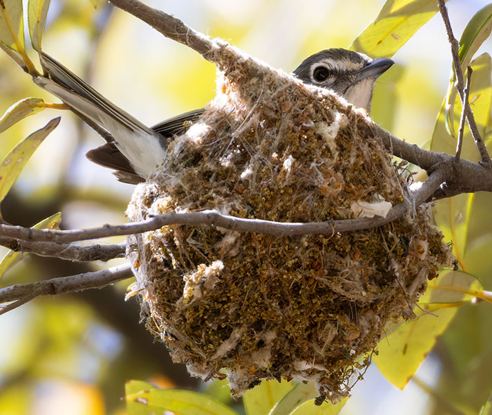 Plumbeous Vireo Vireo plumbeus