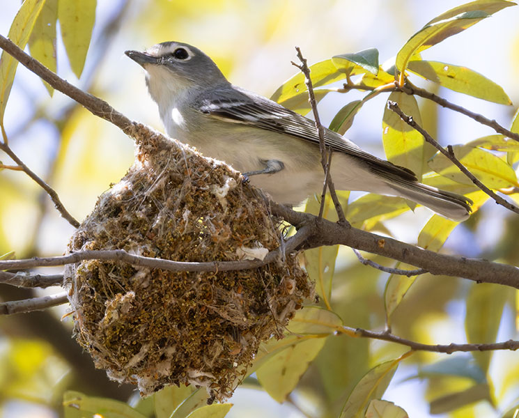 Plumbeous Vireo Vireo plumbeus