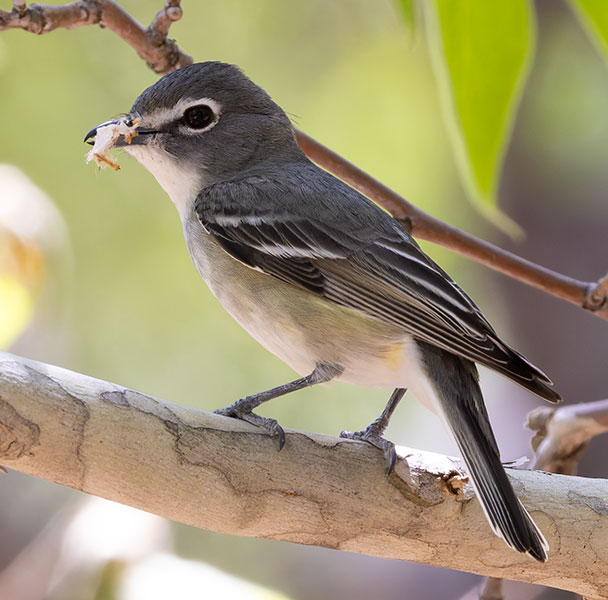 Plumbeous Vireo Vireo plumbeus