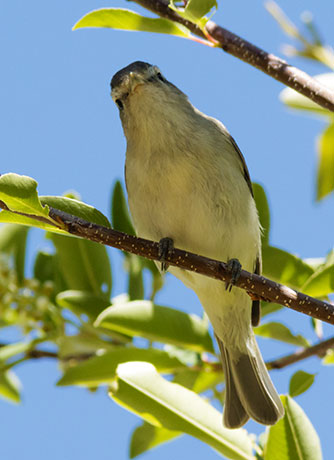 Warbling Vireo Vireo gilvus 