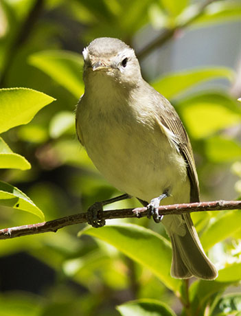 Warbling Vireo Vireo gilvus 