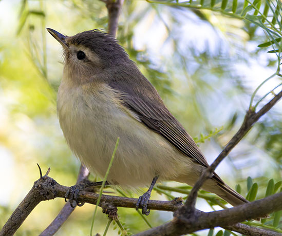Warbling Vireo Vireo gilvus 