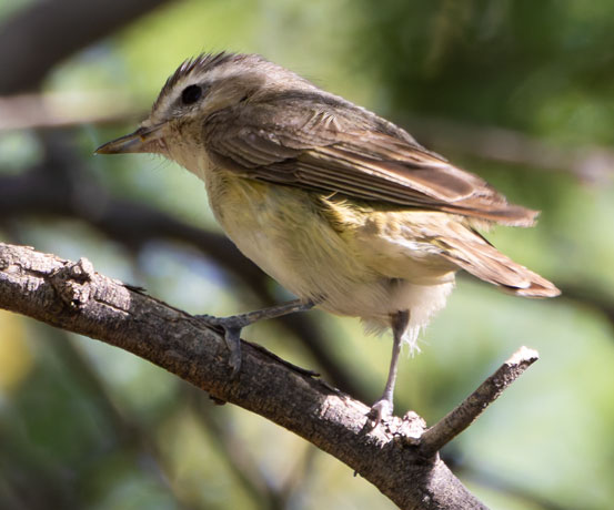 Warbling Vireo Vireo gilvus 