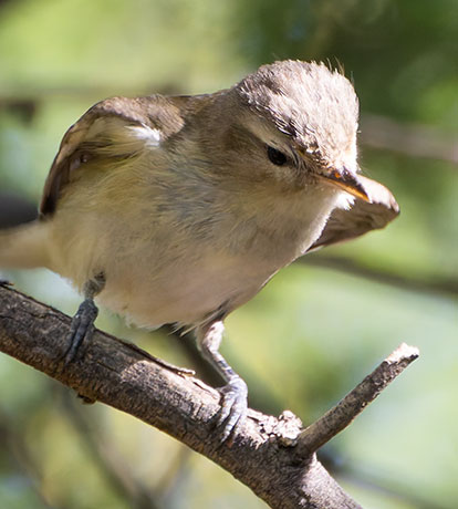 Warbling Vireo Vireo gilvus 