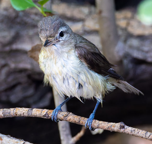 Warbling Vireo Vireo gilvus 