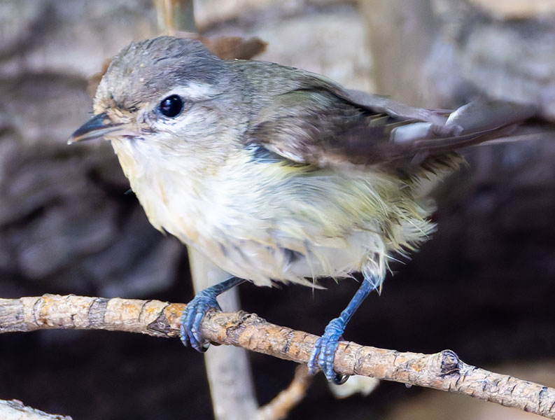 Warbling Vireo Vireo gilvus 